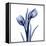 Enchanted Indigo Tulips-Albert Koetsier-Framed Stretched Canvas