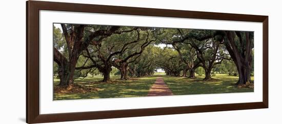 Enchanted Oaks-Mike Jones-Framed Art Print