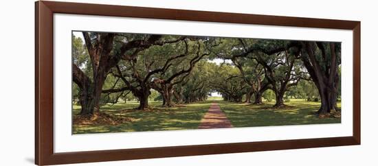 Enchanted Oaks-Mike Jones-Framed Art Print