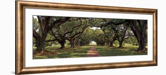 Enchanted Oaks-Mike Jones-Framed Art Print