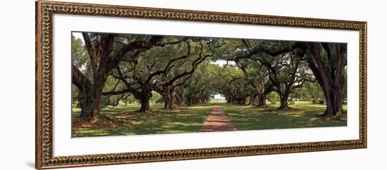 Enchanted Oaks-Mike Jones-Framed Art Print