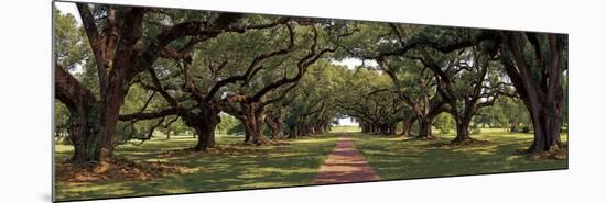 Enchanted Oaks-Mike Jones-Mounted Art Print