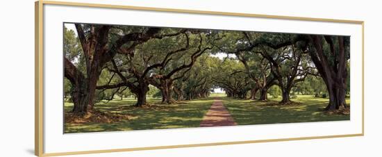 Enchanted Oaks-Mike Jones-Framed Art Print