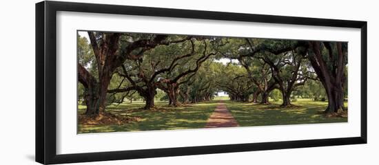 Enchanted Oaks-Mike Jones-Framed Giclee Print