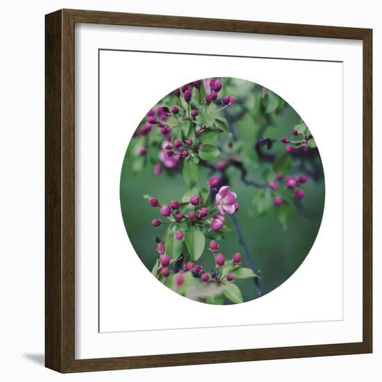 Enchanting Garden - Sphere-Irene Suchocki-Framed Giclee Print