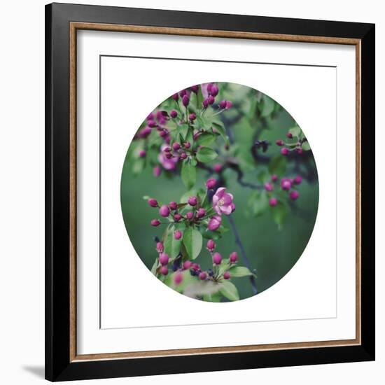 Enchanting Garden - Sphere-Irene Suchocki-Framed Giclee Print