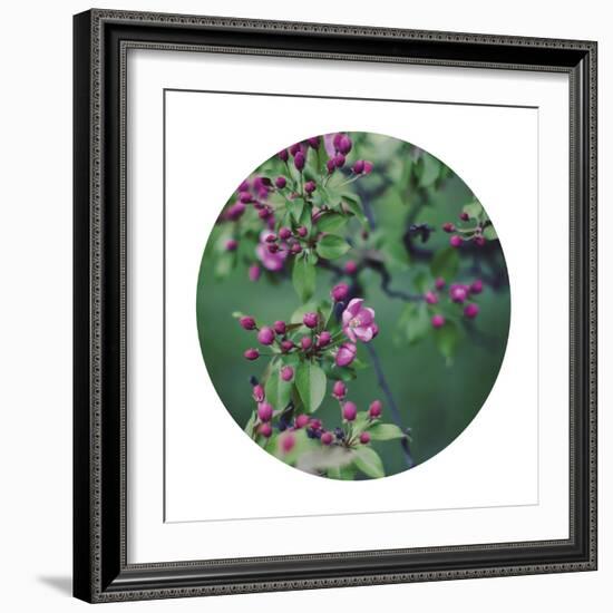 Enchanting Garden - Sphere-Irene Suchocki-Framed Giclee Print