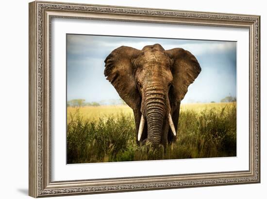 Encounters in Serengeti-Alberto Ghizzi Panizza-Framed Art Print