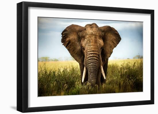 Encounters in Serengeti-Alberto Ghizzi Panizza-Framed Art Print