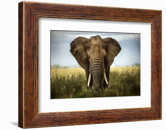 Encounters in Serengeti-Alberto Ghizzi Panizza-Framed Photographic Print