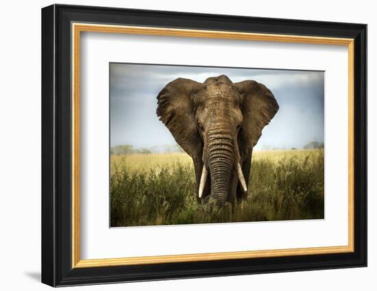 Encounters in Serengeti-Alberto Ghizzi Panizza-Framed Photographic Print