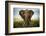 Encounters in Serengeti-Alberto Ghizzi Panizza-Framed Photographic Print