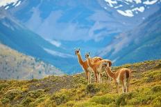 Guanacoes in Torres Del Paine National Park-encrier-Photographic Print