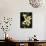 Encyclia Fragrans Orchid Blossoms-Kevin Schafer-Photographic Print displayed on a wall