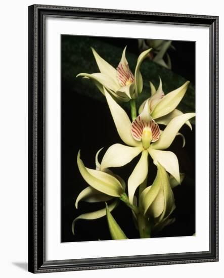 Encyclia Fragrans Orchid Blossoms-Kevin Schafer-Framed Photographic Print