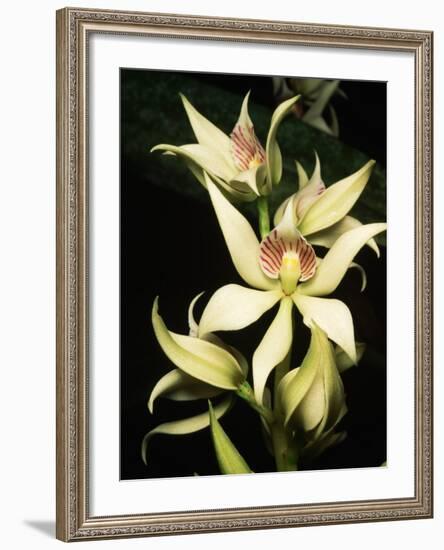 Encyclia Fragrans Orchid Blossoms-Kevin Schafer-Framed Photographic Print