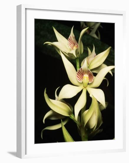 Encyclia Fragrans Orchid Blossoms-Kevin Schafer-Framed Photographic Print