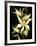 Encyclia Fragrans Orchid Blossoms-Kevin Schafer-Framed Photographic Print