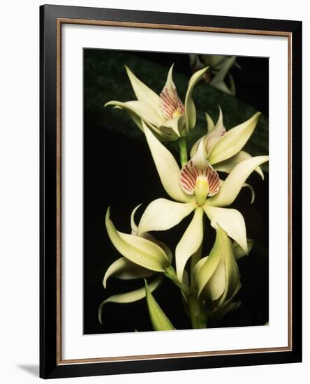 Encyclia Fragrans Orchid Blossoms-Kevin Schafer-Framed Photographic Print