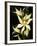 Encyclia Fragrans Orchid Blossoms-Kevin Schafer-Framed Photographic Print