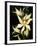 Encyclia Fragrans Orchid Blossoms-Kevin Schafer-Framed Photographic Print