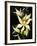 Encyclia Fragrans Orchid Blossoms-Kevin Schafer-Framed Photographic Print