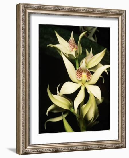 Encyclia Fragrans Orchid Blossoms-Kevin Schafer-Framed Photographic Print