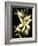 Encyclia Fragrans Orchid Blossoms-Kevin Schafer-Framed Photographic Print