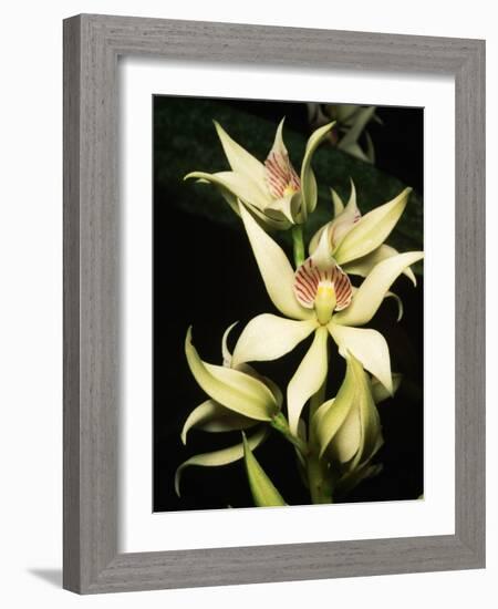 Encyclia Fragrans Orchid Blossoms-Kevin Schafer-Framed Photographic Print