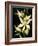 Encyclia Fragrans Orchid Blossoms-Kevin Schafer-Framed Photographic Print