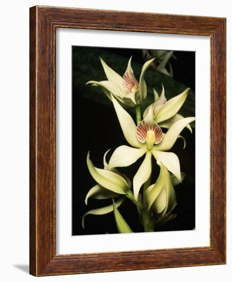 Encyclia Fragrans Orchid Blossoms-Kevin Schafer-Framed Photographic Print