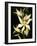 Encyclia Fragrans Orchid Blossoms-Kevin Schafer-Framed Photographic Print