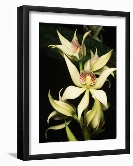 Encyclia Fragrans Orchid Blossoms-Kevin Schafer-Framed Photographic Print