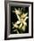 Encyclia Fragrans Orchid Blossoms-Kevin Schafer-Framed Photographic Print