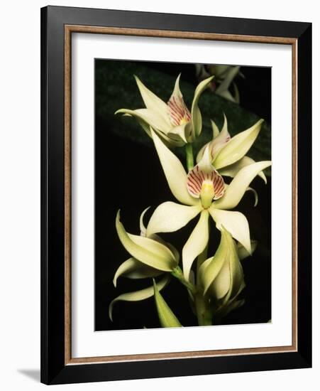 Encyclia Fragrans Orchid Blossoms-Kevin Schafer-Framed Photographic Print