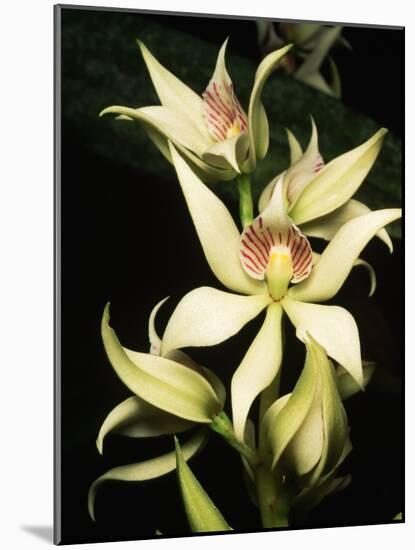 Encyclia Fragrans Orchid Blossoms-Kevin Schafer-Mounted Photographic Print