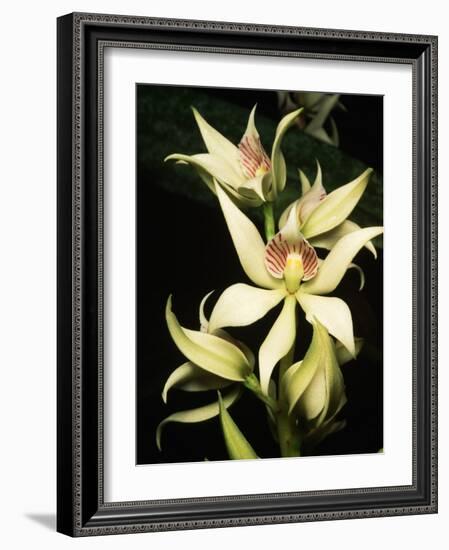 Encyclia Fragrans Orchid Blossoms-Kevin Schafer-Framed Photographic Print