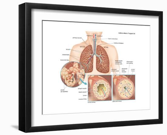 Art Print, , large