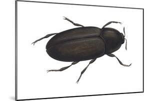 Beetles Specialty Art Prints Paintings Posters Framed Wall Artwork For Sale Art Com