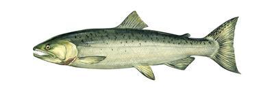 Coho (Oncorhynchus Kisutch), Silver Salmon, Fishes-Encyclopaedia Britannica-Art Print