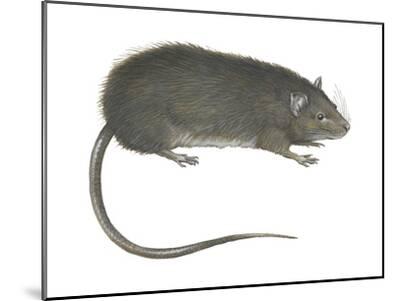●Rat WISTAR Rat - Janvier Labs