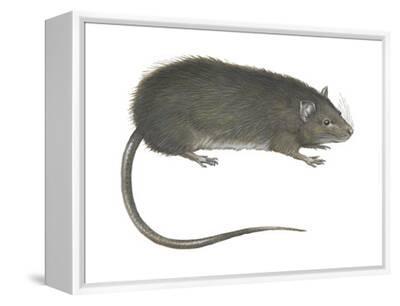 RAT ラット Mad Catz R.A.T. PRO X Ultimate Gaming Mouse PIXART9800