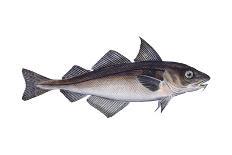 Coho (Oncorhynchus Kisutch), Silver Salmon, Fishes-Encyclopaedia Britannica-Art Print