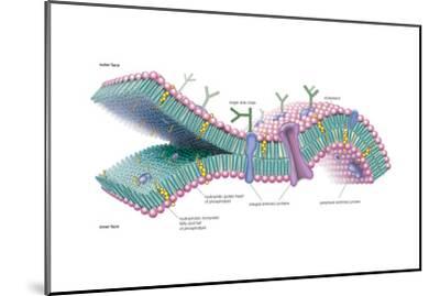 Lipid Bilayer Diagram Ncert