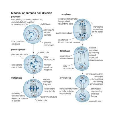 Mitosis, Somatic Cell Division, Biology' Art Print - Encyclopaedia