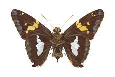 Skipper Butterfly - Underside (Epargyreus Clarus), Silver-Spotted Skipper, Insects-Encyclopaedia Britannica-Art Print