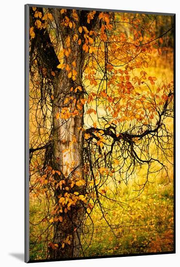 End of Autumn-Ursula Abresch-Mounted Photographic Print