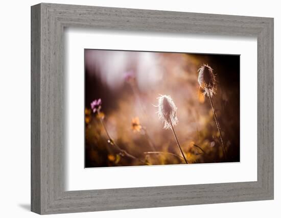 End of Summer-Ursula Abresch-Framed Photographic Print