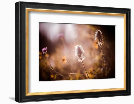 End of Summer-Ursula Abresch-Framed Photographic Print