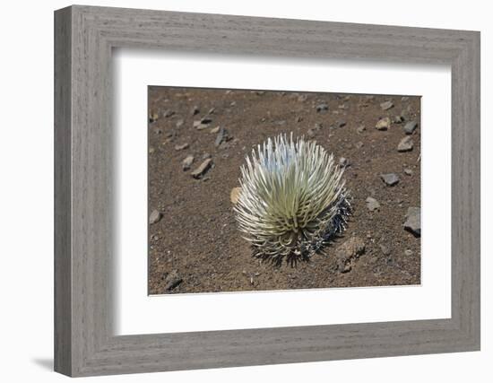 Endangered and Endemic Silversword at Haleakala Volcano Crater (Argyroxiphium Sandwicense Macroceph-Reinhard Dirscherl-Framed Photographic Print